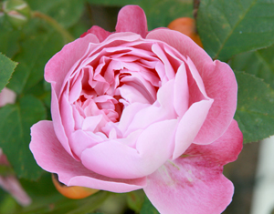 A rose