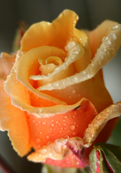 gold rose