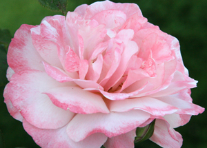 h rose